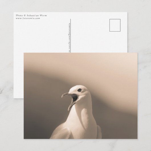Seagull自然写真 ポストカード (正面/裏面)