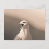Seagull自然写真 ポストカード (正面)