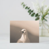 Seagull自然写真 ポストカード (スタンド正面)