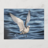 Seagull自然写真 ポストカード (正面)