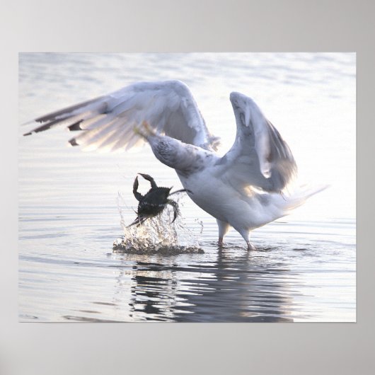 Seagull Crab Fishing Photo Poster ポスター (正面)