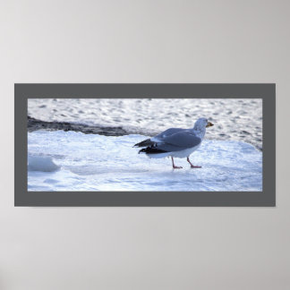 Seagull Eating on Ice Poster ポスター