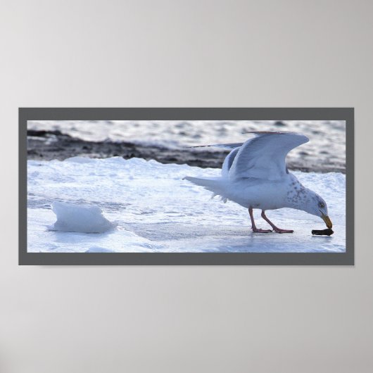 Seagull Eating on Ice Poster ポスター (正面)