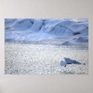 Seagull Flying in Winter Poster ポスター