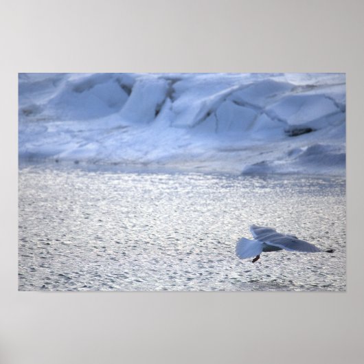 Seagull Flying in Winter Poster ポスター (正面)