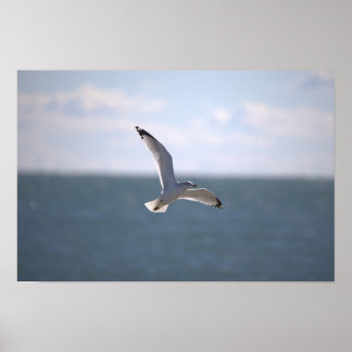 Seagull Flying Photo Poster ポスター