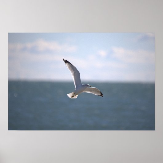 Seagull Flying Photo Poster ポスター (正面)