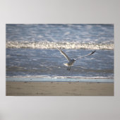 Seagull Flying Photo Poster ポスター (正面)