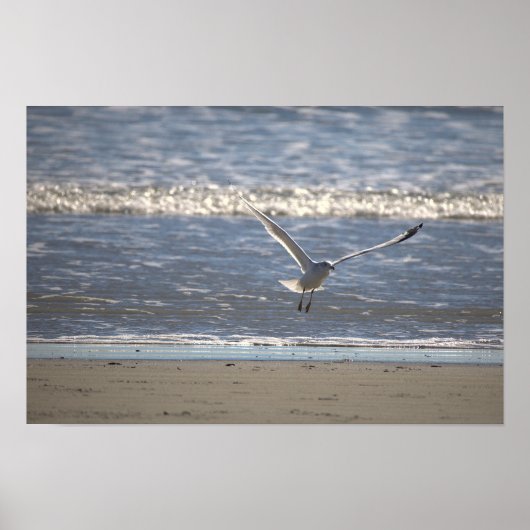 Seagull Flying Photo Poster ポスター (正面)