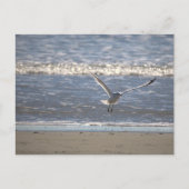 Seagull Flying Postcard ポストカード (正面)
