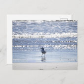 Seagull in Ocean Postcard ポストカード (正面/裏面)
