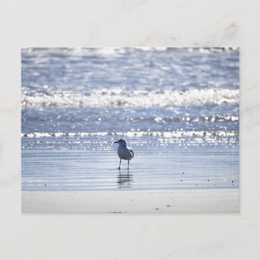 Seagull in Ocean Postcard ポストカード (正面)