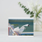 Seagull.JPG ポストカード (スタンド正面)