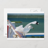Seagull.JPG ポストカード (正面/裏面)