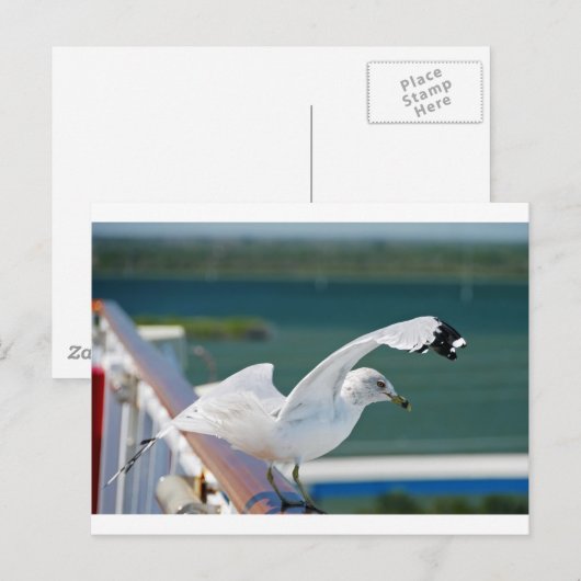 Seagull.JPG ポストカード (正面/裏面)