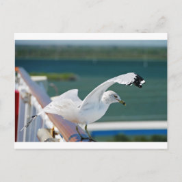 Seagull.JPG ポストカード