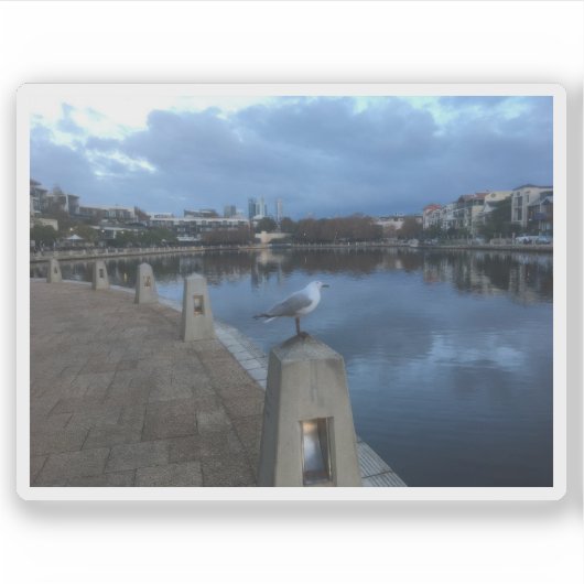 Seagull Photo シール (正面)