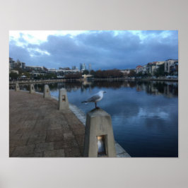 Seagull Photo ポスター