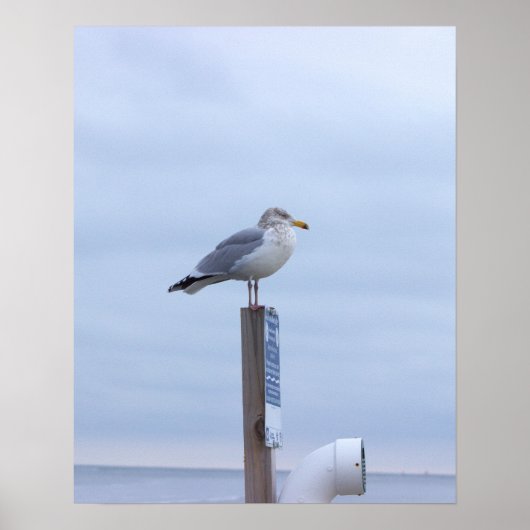 Seagull Photo Poster  ポスター (正面)