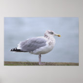 Seagull Photo Poster ポスター (正面)