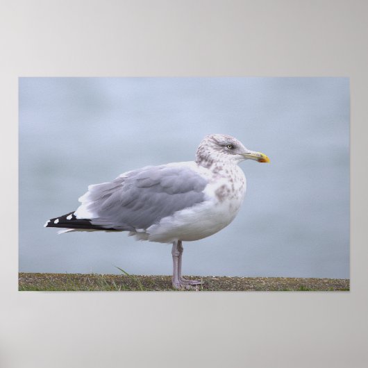 Seagull Photo Poster ポスター (正面)