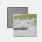Seagull Siat on Log onビーチPhoto Magnet マグネット (正面/裏面)
