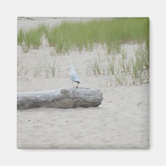 Seagull Siat on Log onビーチPhoto Magnet マグネット (正面)