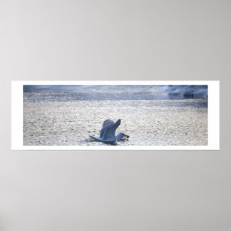 Seagull Spreading Wings in Water Poster ポスター
