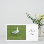 Seagull Walling in the Park – ありがとう サンキューカード (スタンド正面)
