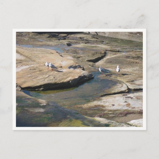 Seagull Wildlife Photography ポストカード (正面)