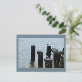 Seagulls写真はがき ポストカード (スタンド正面)