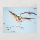 Seagulls自然写真 ポストカード (正面)