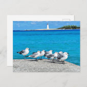 Seagulls, Nassau, Bahamas  ポストカード (正面/裏面)