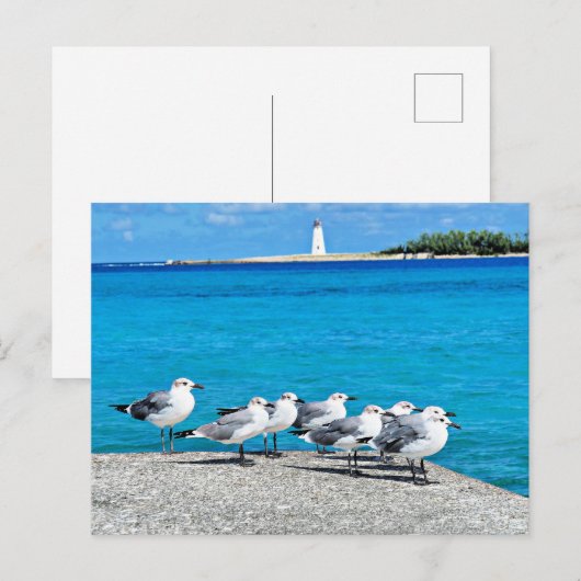 Seagulls, Nassau, Bahamas  ポストカード (正面/裏面)