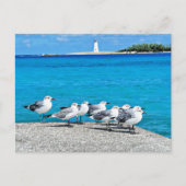Seagulls, Nassau, Bahamas  ポストカード (正面)