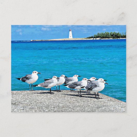 Seagulls, Nassau, Bahamas  ポストカード (正面)