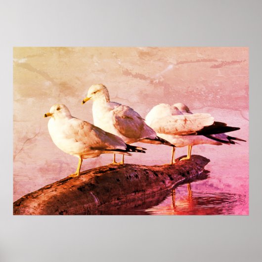 Seagulls on a Log ポスター (正面)