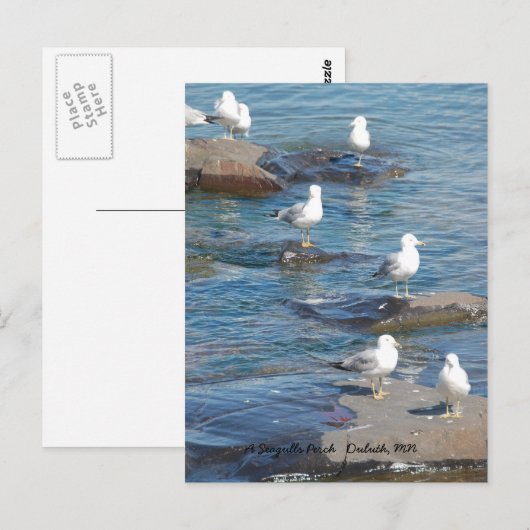 Seagulls Perch, A Seagulls PerchDulth, MN 社 ポストカード (正面/裏面)