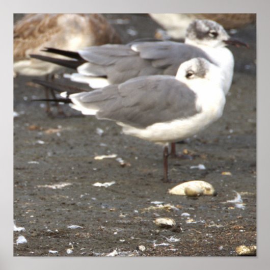 Seagulls Photo Poster ポスター (正面)