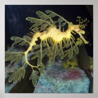 Seahorse poster ポスター