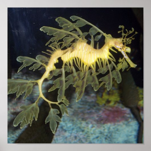 Seahorse poster ポスター (正面)