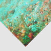 Seahorse tropical carribean turquoise orange  薄葉紙 (詳細)