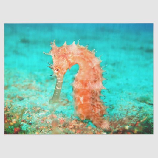 Seahorse tropical carribean turquoise orange  薄葉紙 (正面)