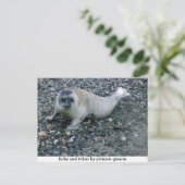 SEAL (2),ジョンソングリーンが取ったベビーシール ポストカード (スタンド正面)