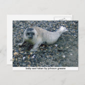 SEAL (2),ジョンソングリーンが取ったベビーシール ポストカード (正面/裏面)