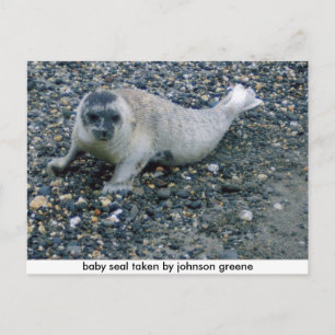 SEAL (2),ジョンソングリーンが取ったベビーシール ポストカード