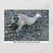 SEAL (2),ジョンソングリーンが取ったベビーシール ポストカード (正面)