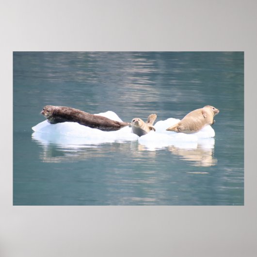 Seales on Ice ポスター (正面)