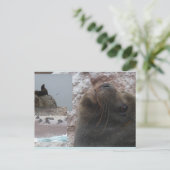 Seals Close up Peru Collage DIY Postcard シーズンポストカード (スタンド正面)