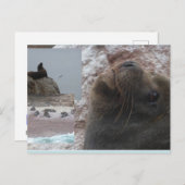 Seals Close up Peru Collage DIY Postcard シーズンポストカード (正面/裏面)